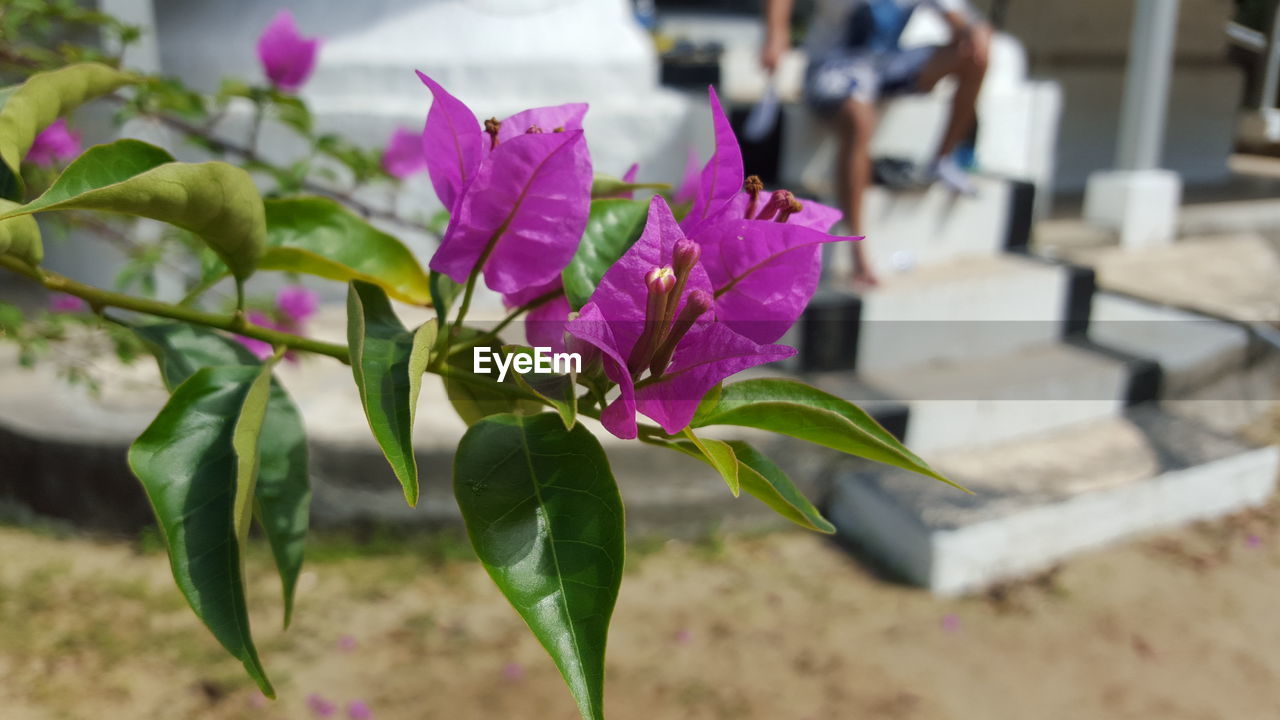 Close-up of pink flowering plant