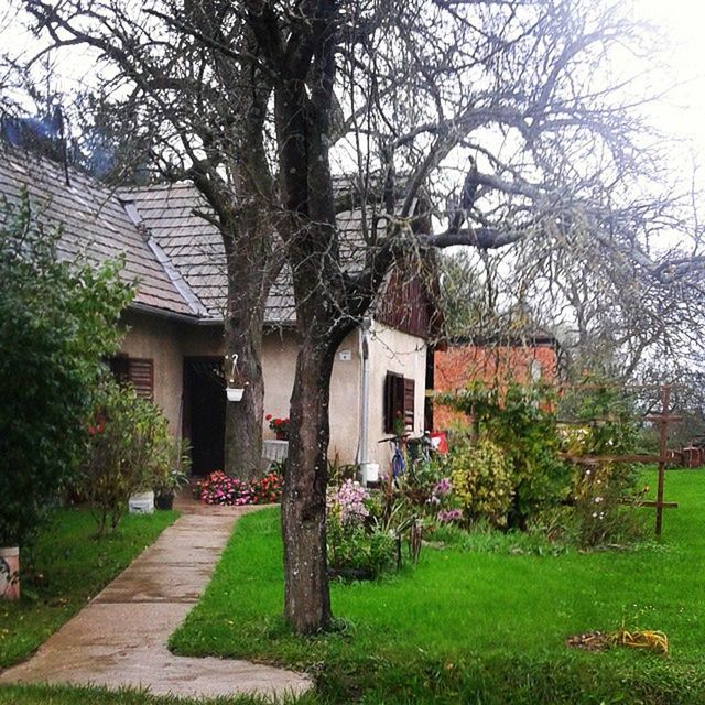 TREES IN LAWN WITH BUILDINGS IN BACKGROUND