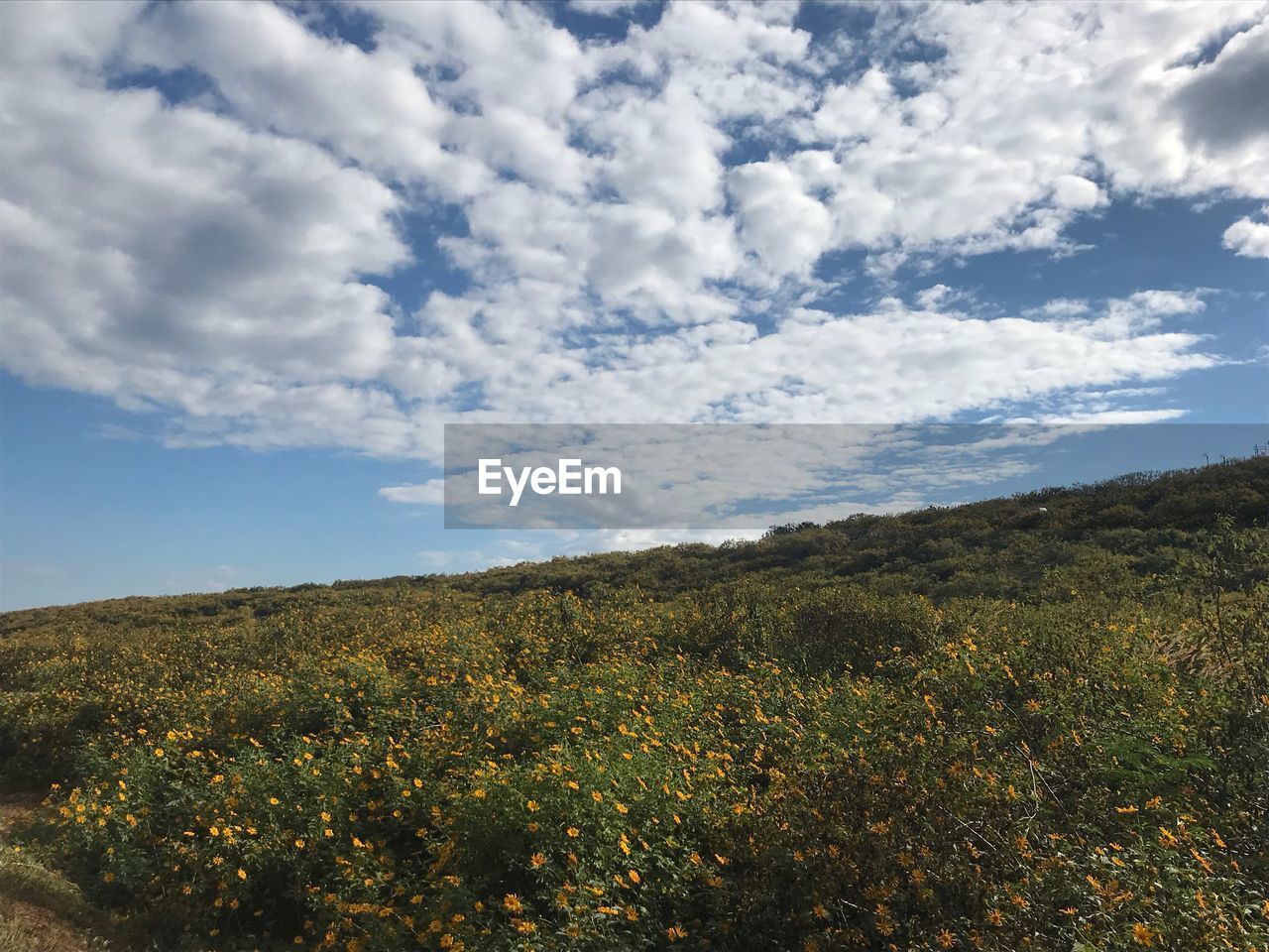 LOW ANGLE VIEW OF PLANTS ON LAND AGAINST SKY