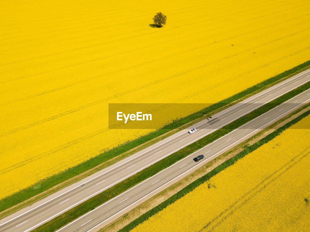 Big highway in rapeseed field.