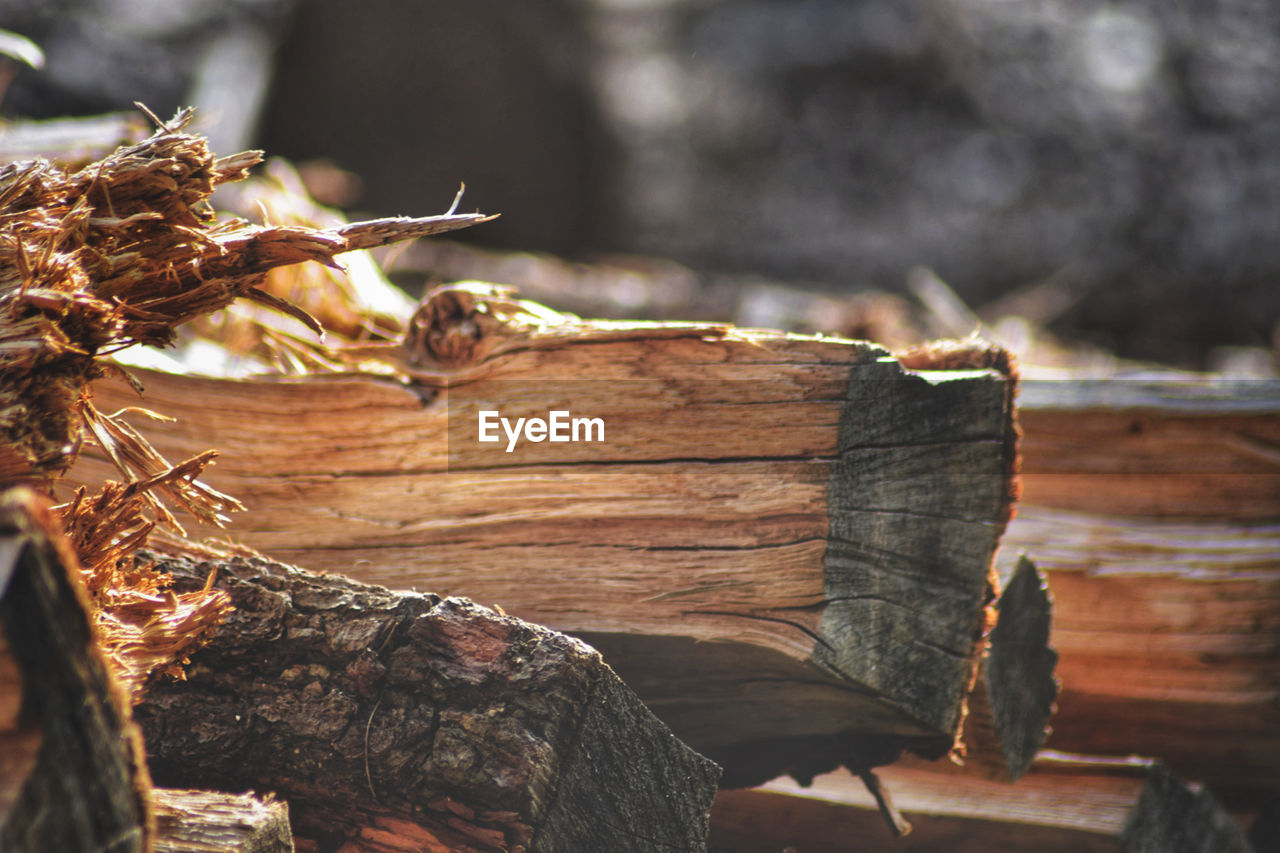 Close-up of dry leaves on tree trunk in forest