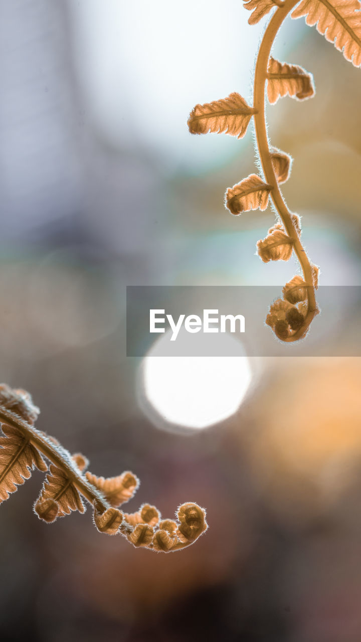 close-up, macro photography, nature, leaf, branch, no people, flower, yellow, plant, focus on foreground, sunlight, outdoors, twig, beauty in nature, selective focus, tree, tranquility, food and drink, day, back lit, food