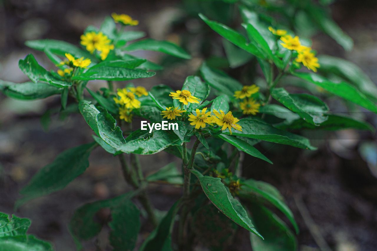 HIGH ANGLE VIEW OF YELLOW FLOWERING PLANTS