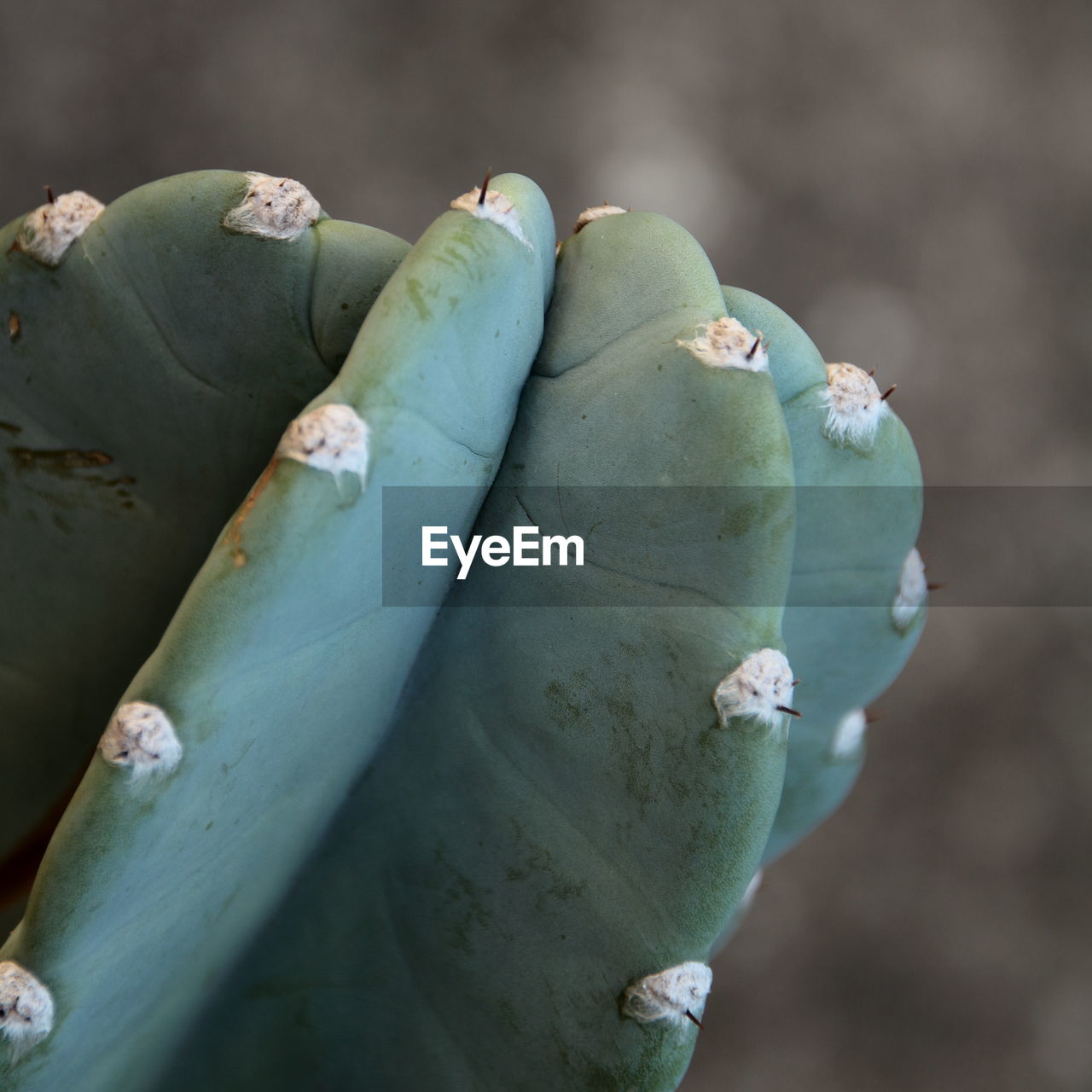 CLOSE-UP OF SUCCULENT PLANT ON OUTDOORS