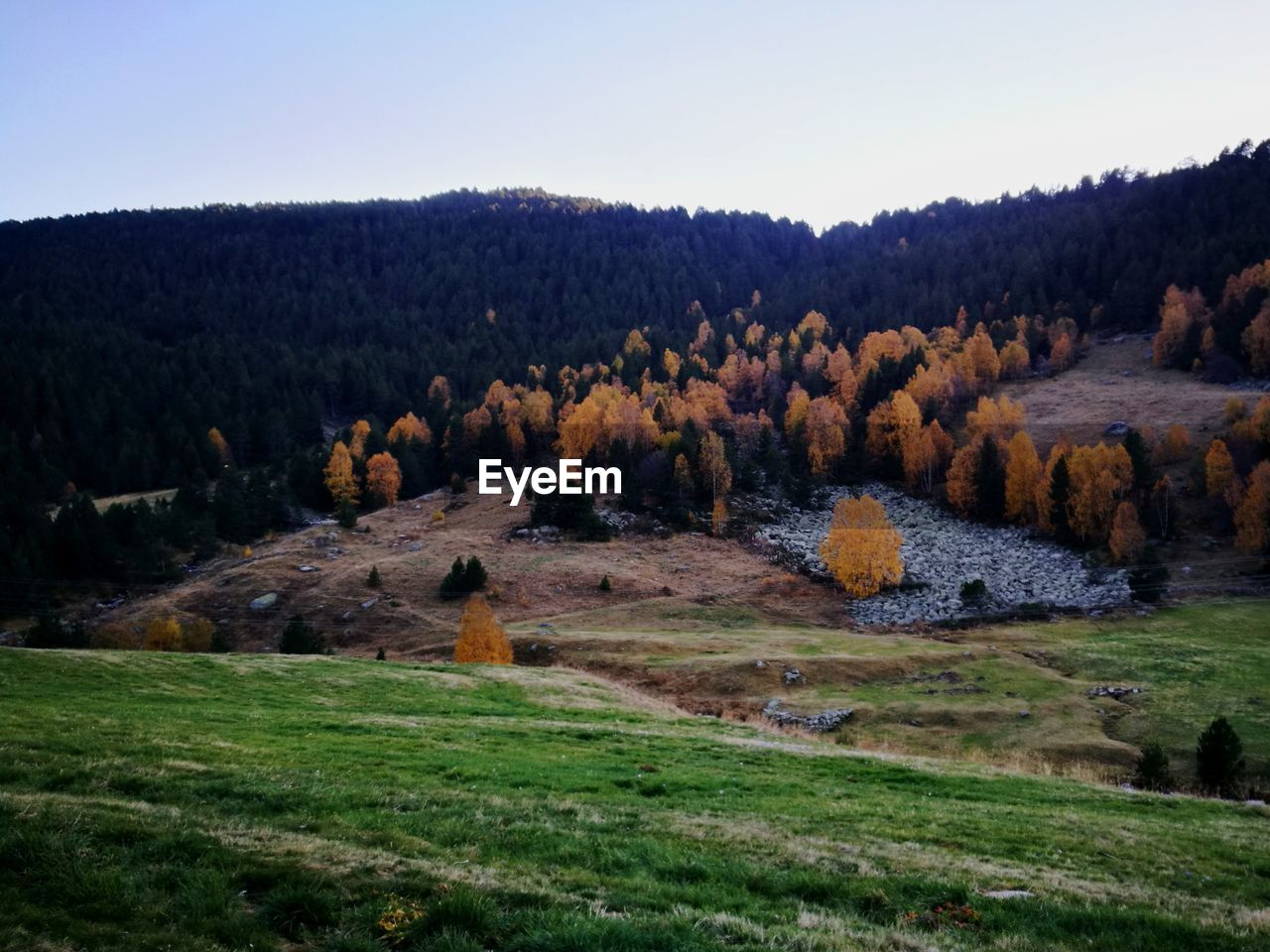 SCENIC VIEW OF TREES ON FIELD AGAINST SKY