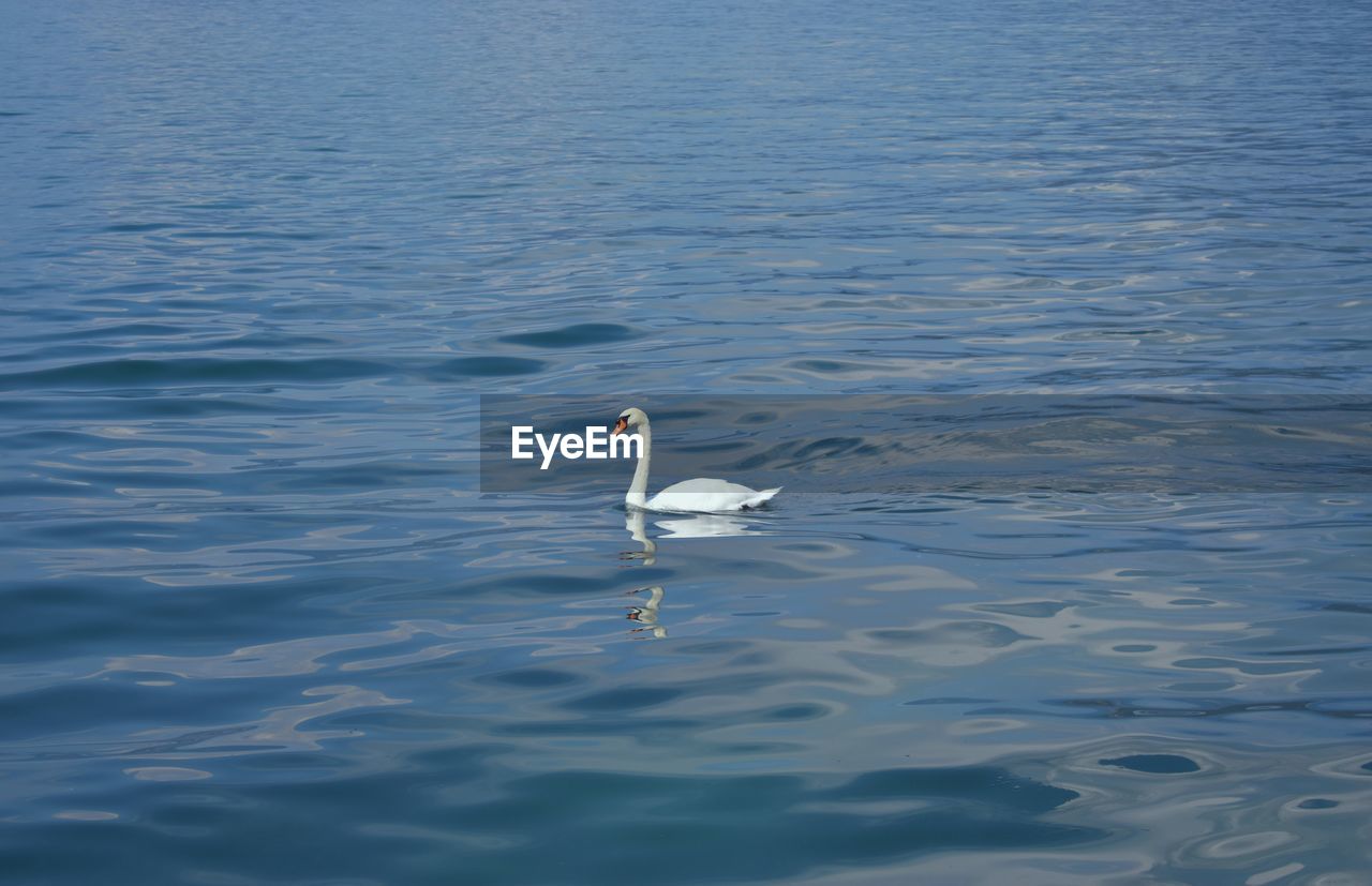 HIGH ANGLE VIEW OF SWAN SWIMMING ON LAKE