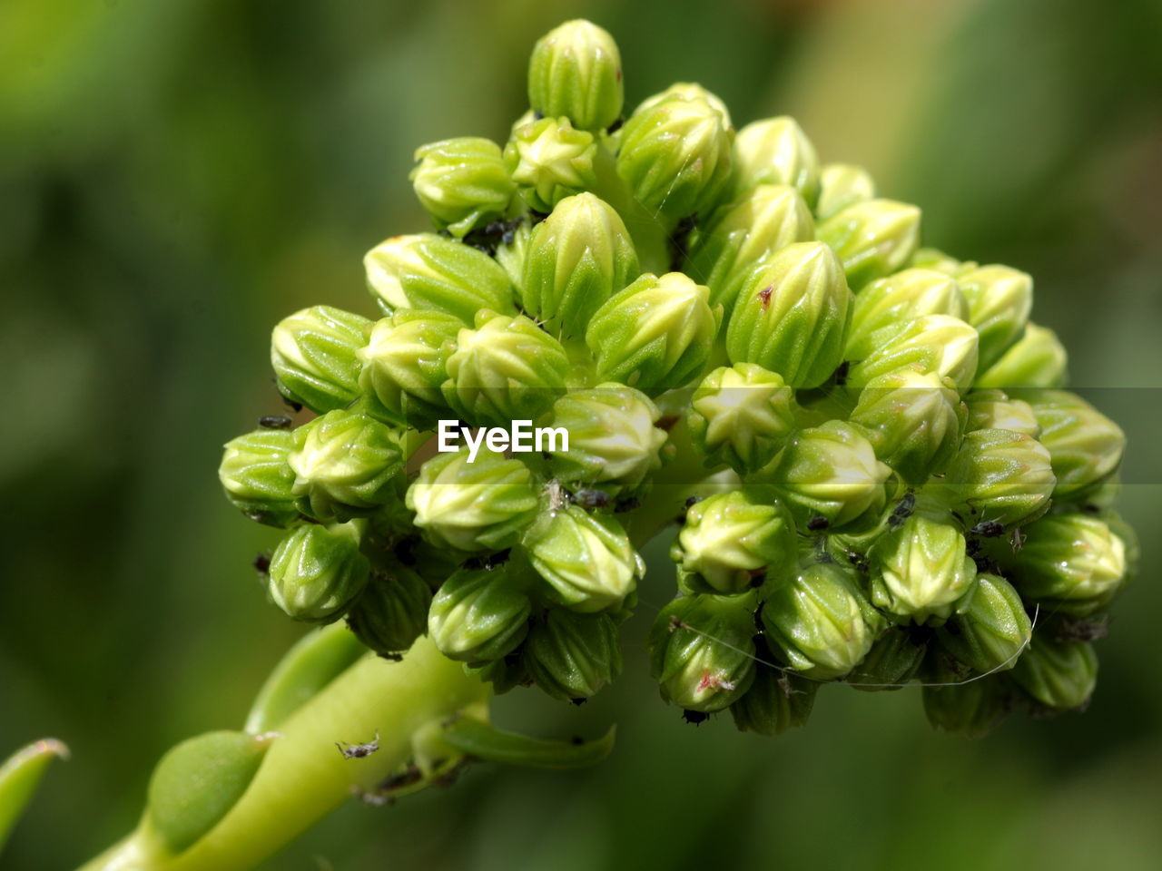 Close-up of spiders on buds outdoors