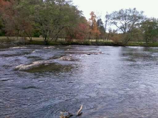 VIEW OF TREES IN WATER