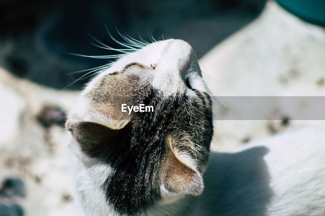 CLOSE-UP OF A CAT YAWNING