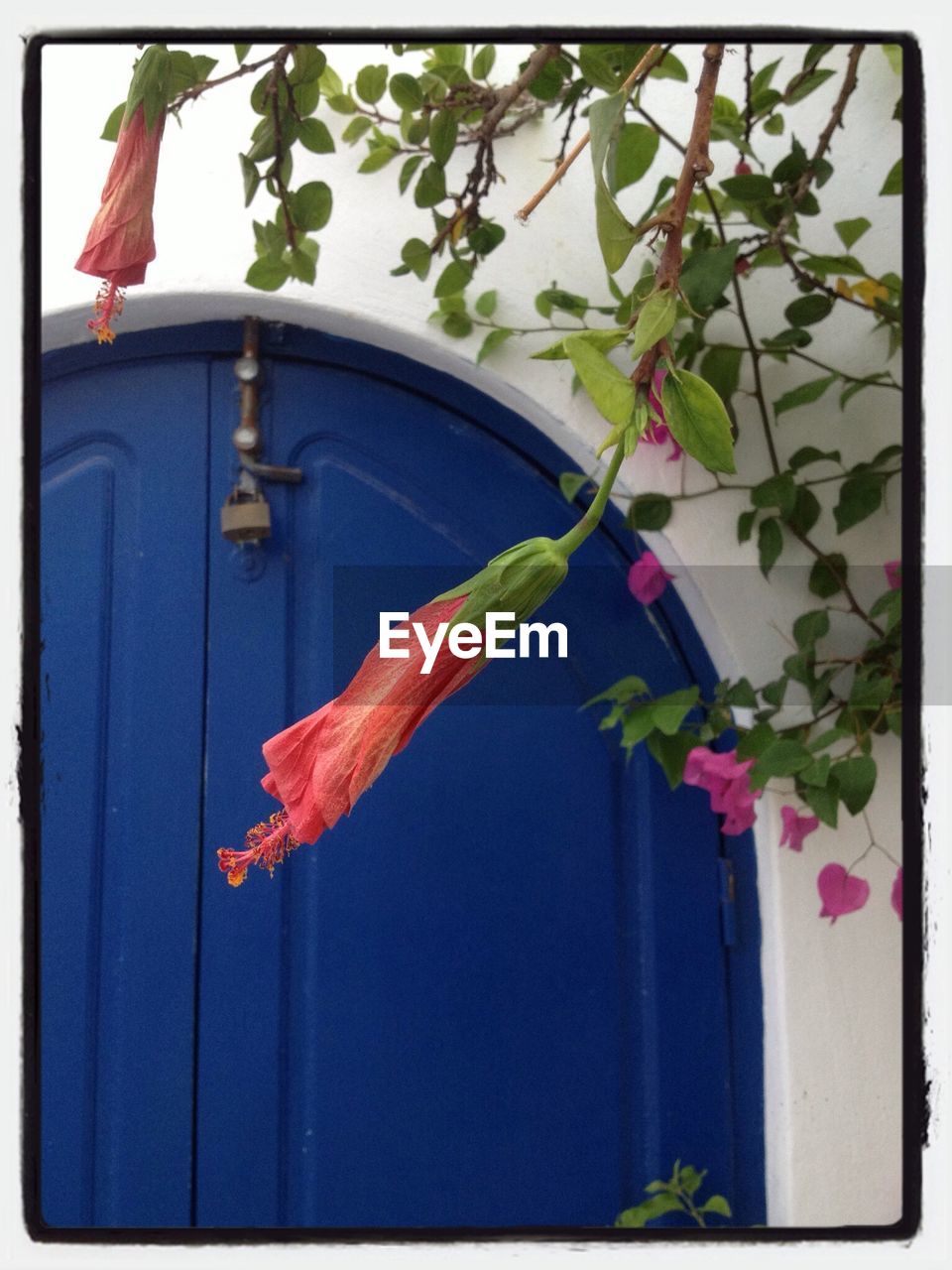Flowers hanging in front of blue door