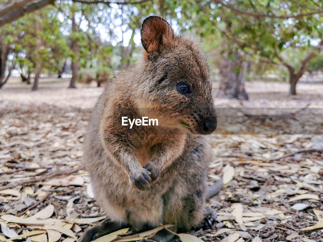 Quokka relaxing on field