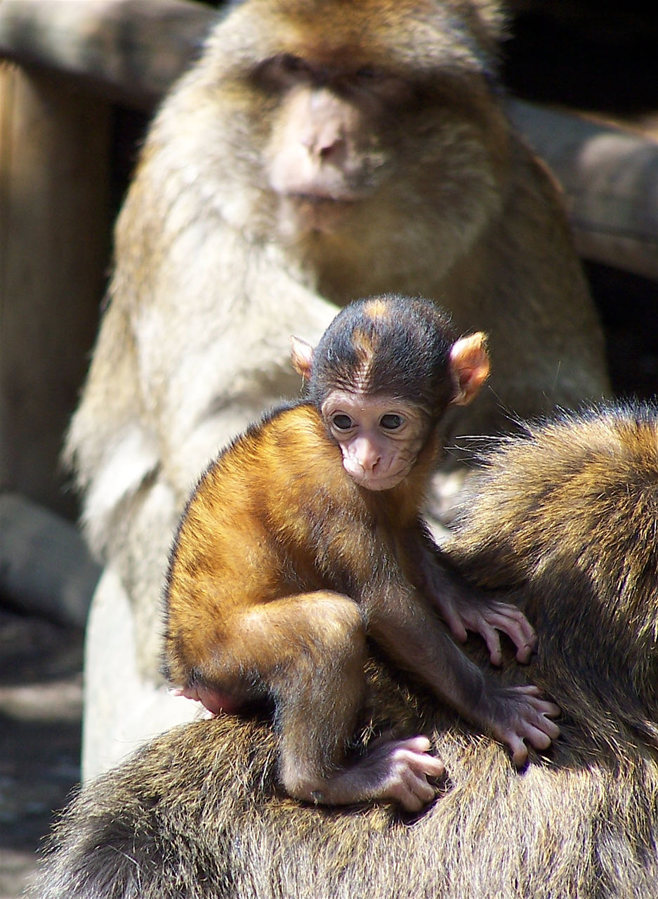 Infant on barbary macaque monkey