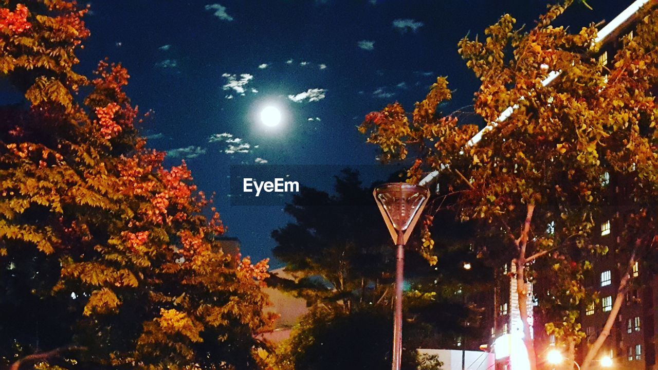 LOW ANGLE VIEW OF ILLUMINATED TREES AGAINST SKY DURING AUTUMN