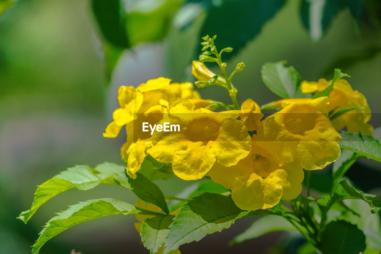 CLOSE-UP OF YELLOW FLOWER