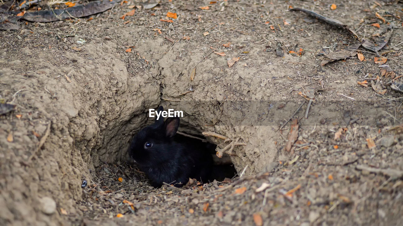 Rabbit burrow in the ground. the hole in the subsoil is the natural habitat of the bunnies.