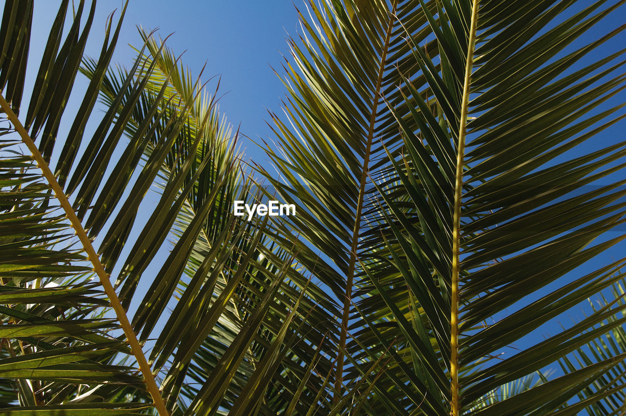 Low angle view of palm leaves against sky