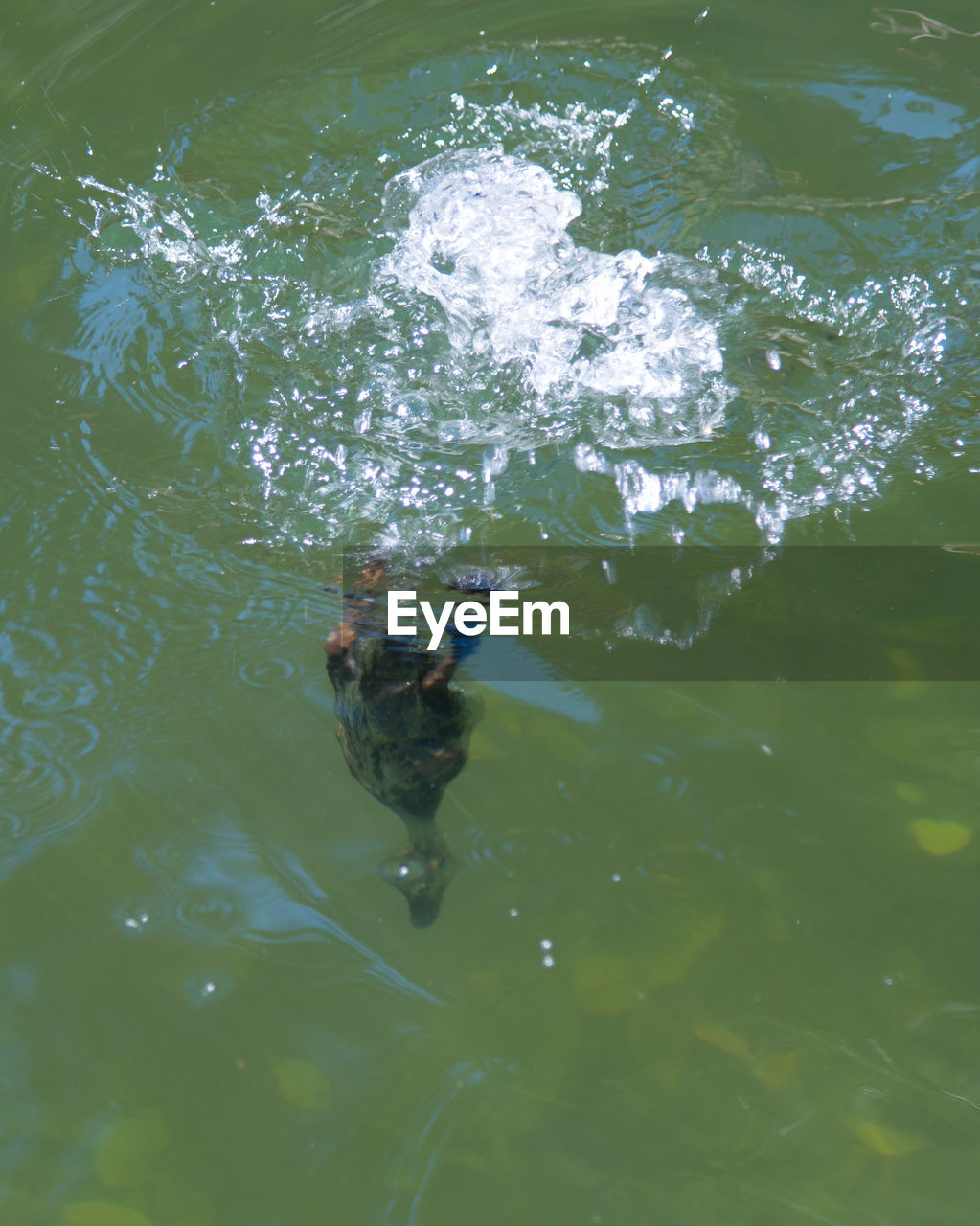 HIGH ANGLE VIEW OF DUCKS IN LAKE