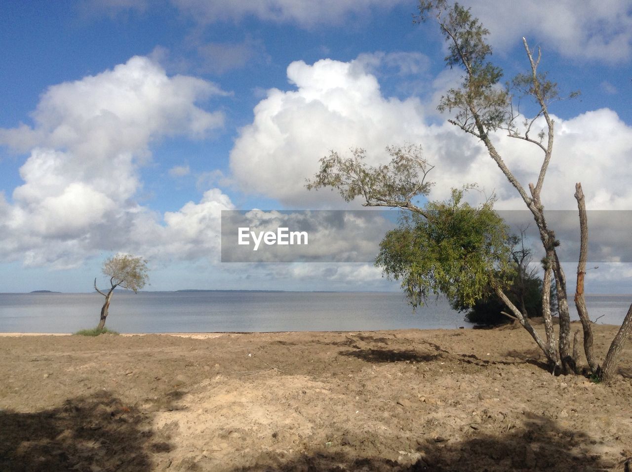 TREES ON SHORE AGAINST SKY