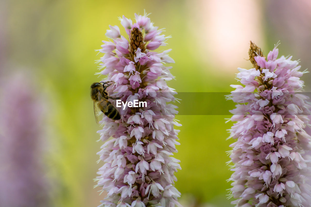 Close-up of bee on flower