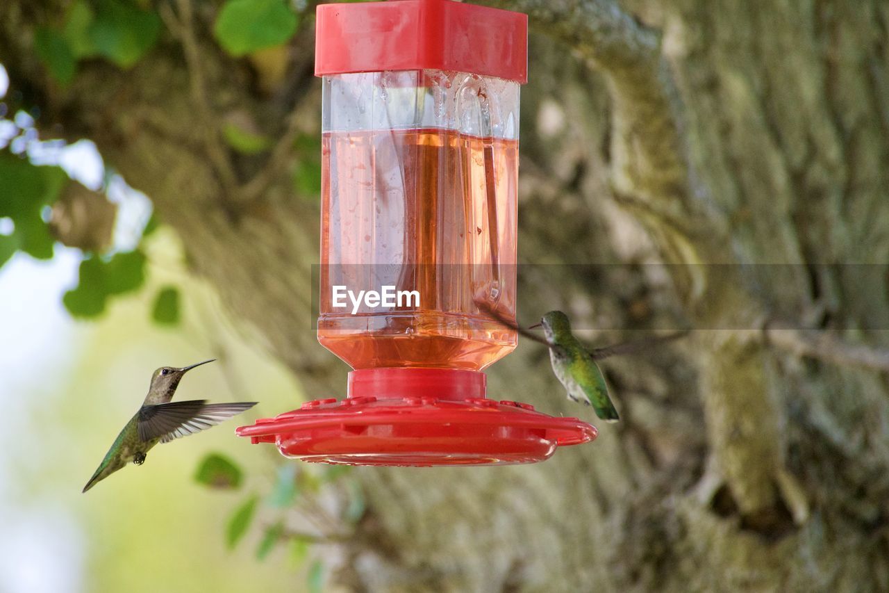 CLOSE-UP OF RED BIRD FLYING OVER WOODEN POLE