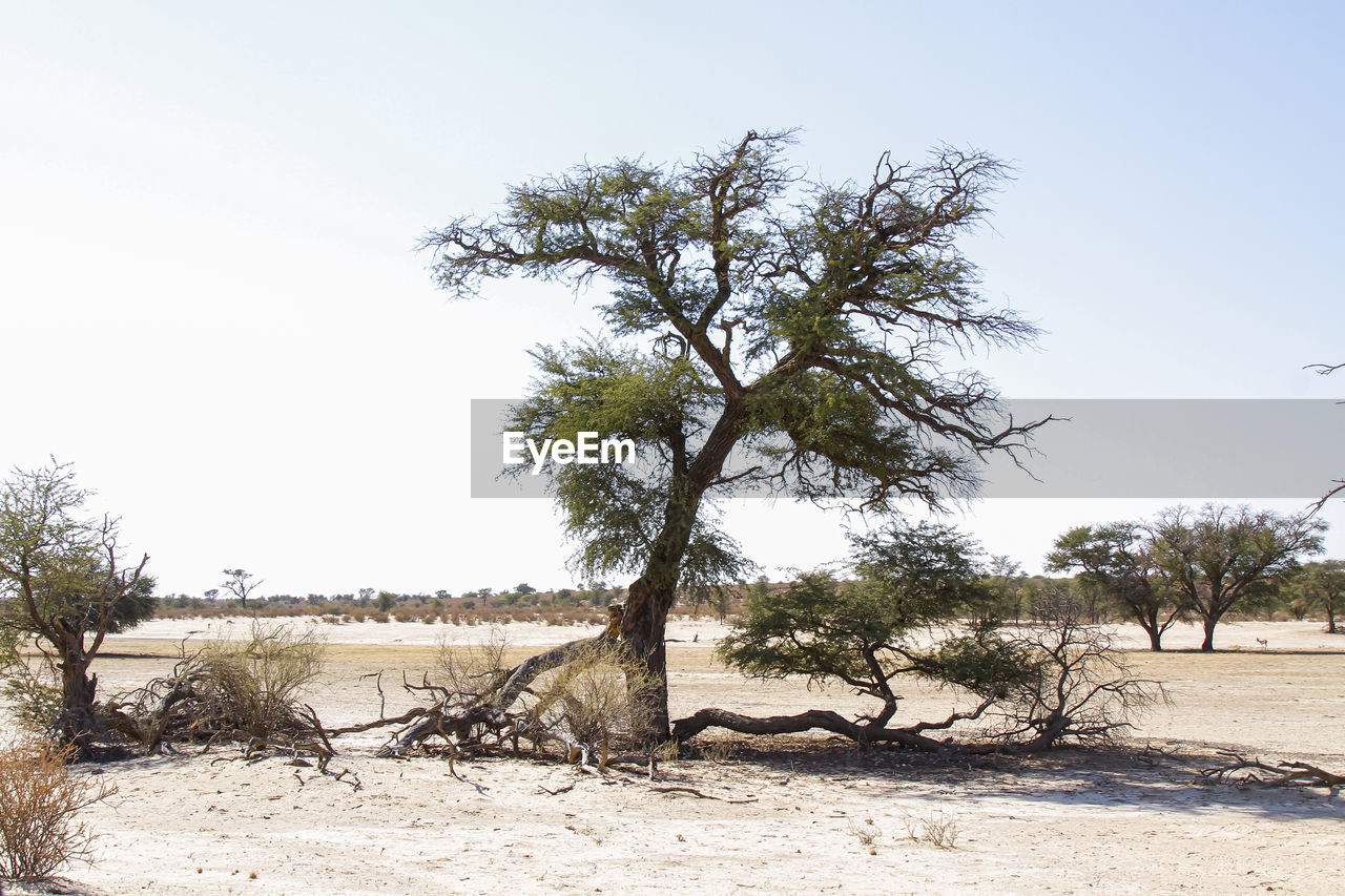tree, plant, nature, sky, land, environment, landscape, sand, savanna, scenics - nature, desert, no people, natural environment, tranquility, beauty in nature, clear sky, outdoors, day, sunny, tranquil scene, non-urban scene, arid climate, climate, sunlight, travel destinations, travel, blue, semi-arid, beach