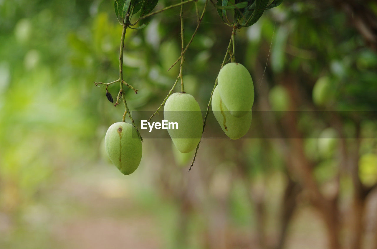 fruit, food and drink, tree, food, healthy eating, plant, green, freshness, branch, growth, hanging, produce, leaf, focus on foreground, no people, plant part, wellbeing, nature, close-up, agriculture, flower, outdoors, unripe, day, mango, organic, ripe, lemon tree, fruit tree