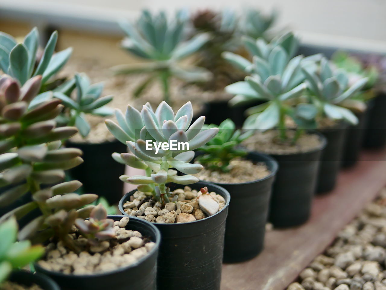 Close-up of potted plant