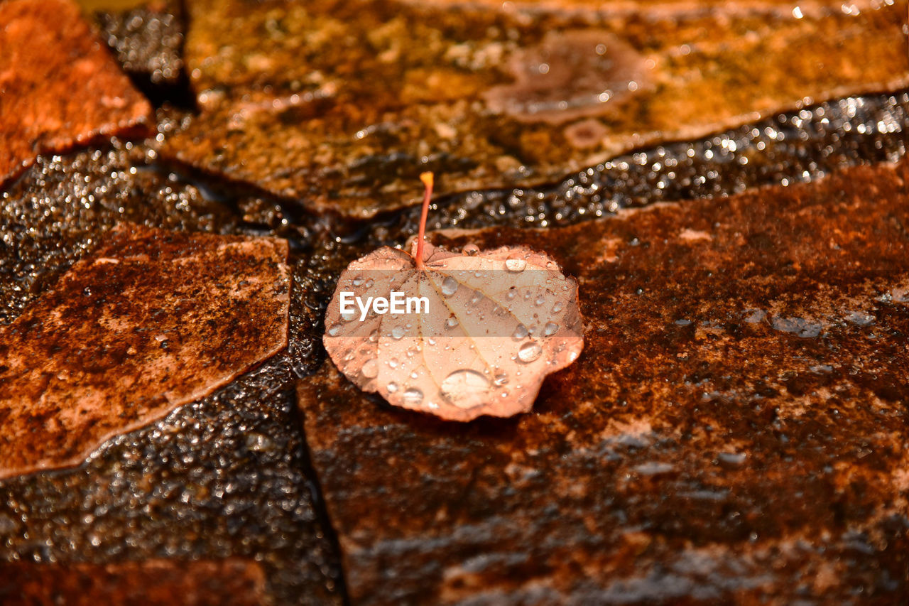 Autumn Brown Close-up Drop Leaf Leaves Nature Outdoors Rain Wet