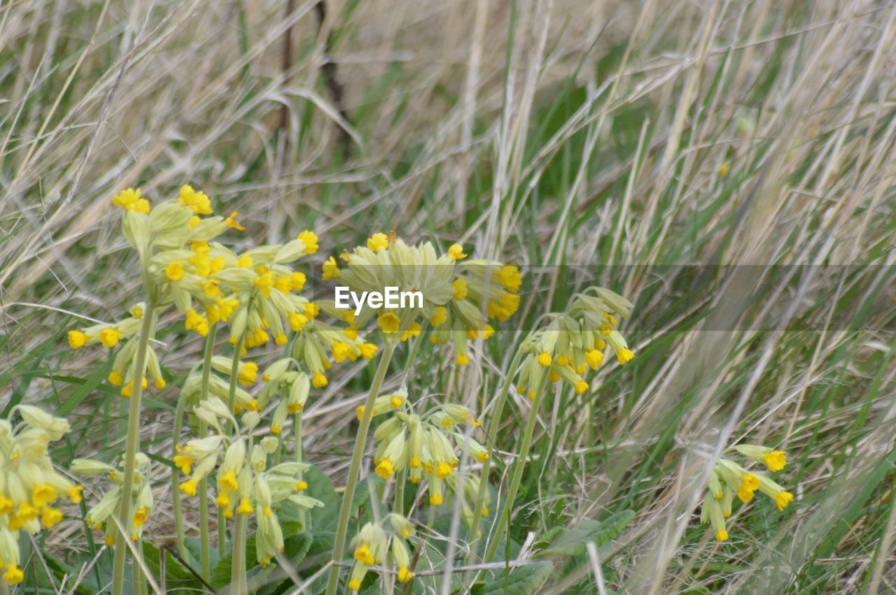 YELLOW FLOWERS BLOOMING IN FIELD