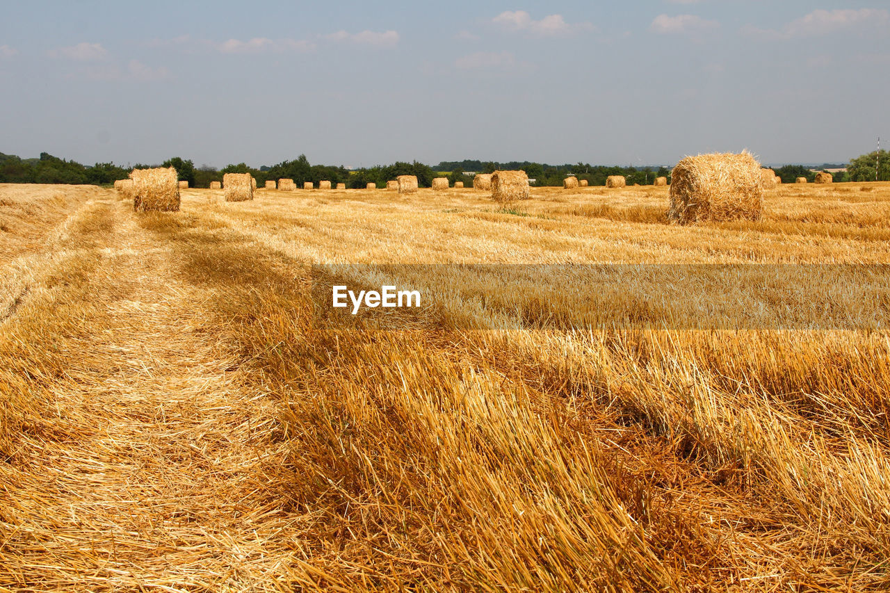 Hay bales in field