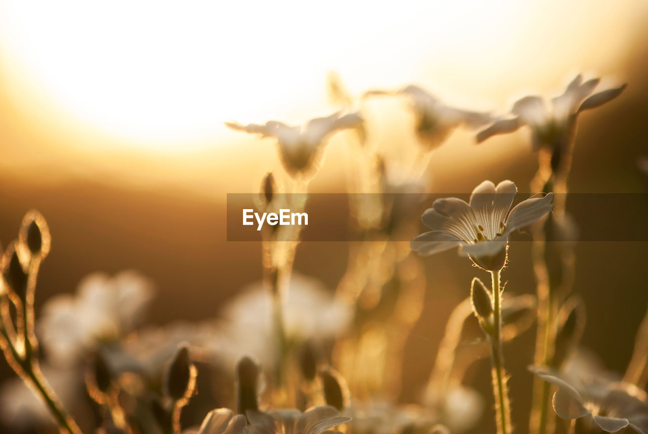 Close-up of flowering plants against sky during sunset