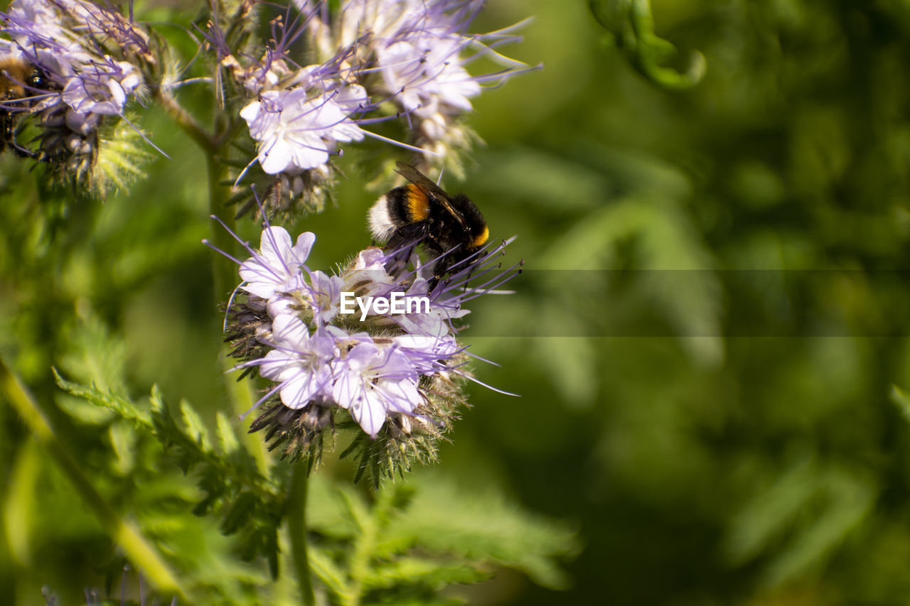 CLOSE-UP OF BEE ON PURPLE FLOWER