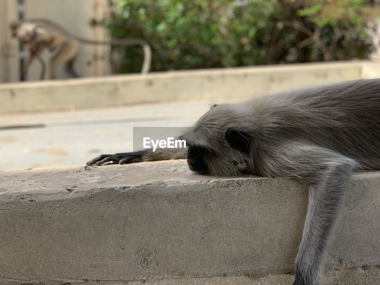 animal, animal themes, mammal, one animal, zoo, animal wildlife, wildlife, no people, day, relaxation, nature, outdoors, monkey, focus on foreground, sleeping, primate