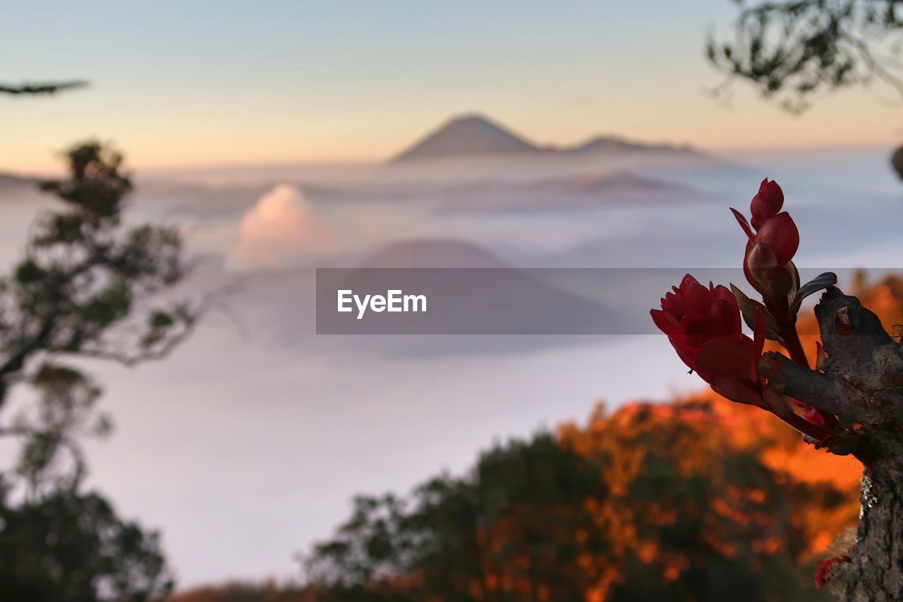 CLOSE-UP OF ORANGE FLOWERING PLANT AGAINST SKY