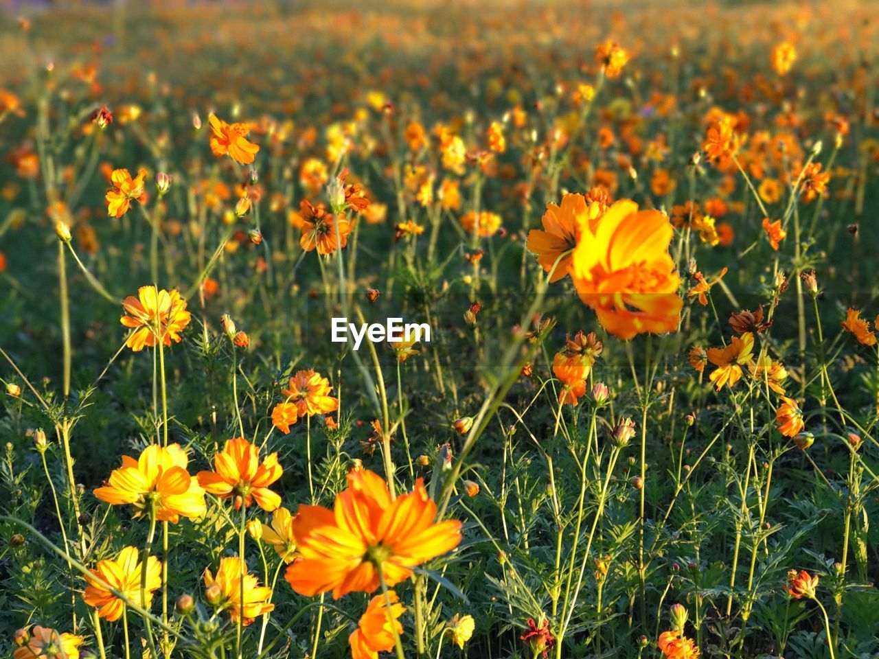 CLOSE-UP OF MARIGOLD FLOWERS BLOOMING ON FIELD