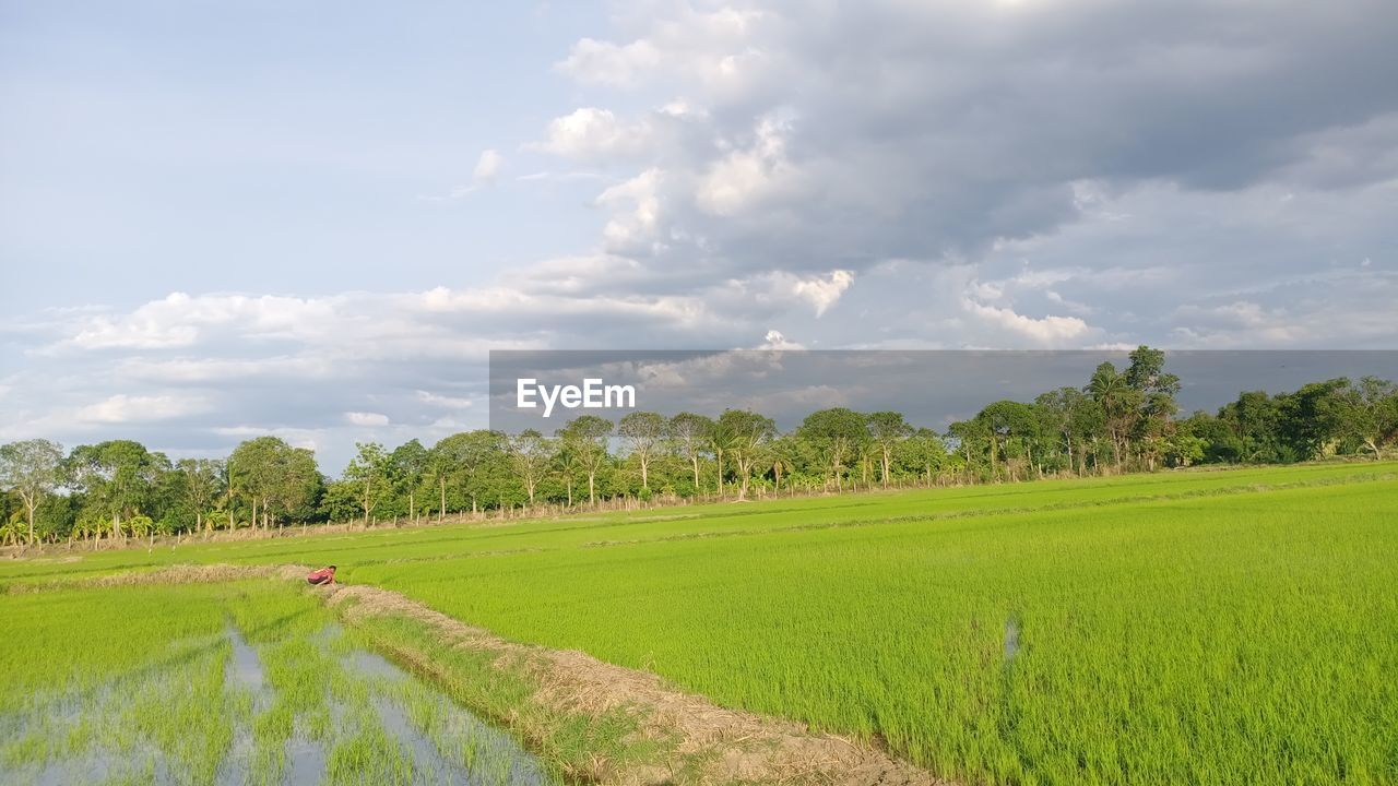 Scenic view of agricultural field against sky