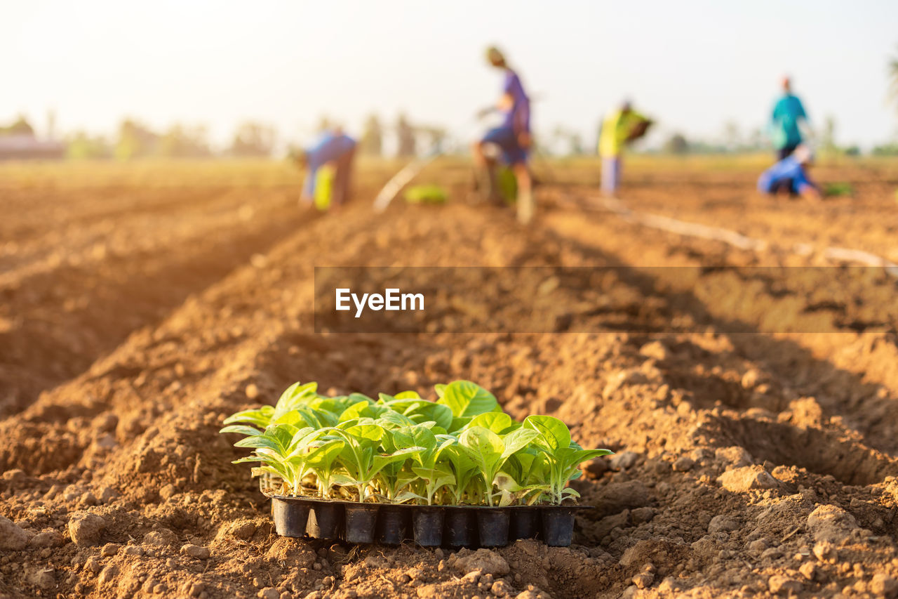 PLANT GROWING IN FIELD