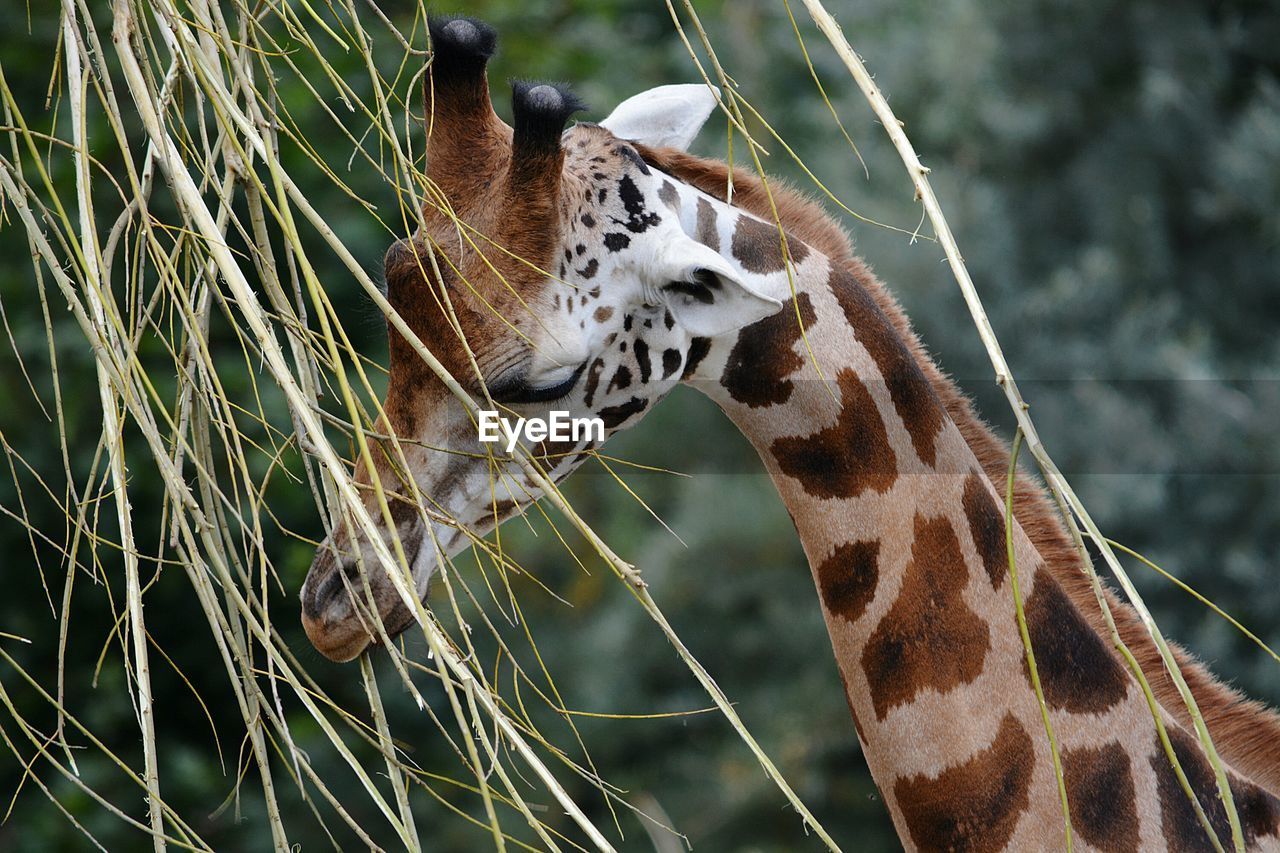 Baby giraffe next to plant