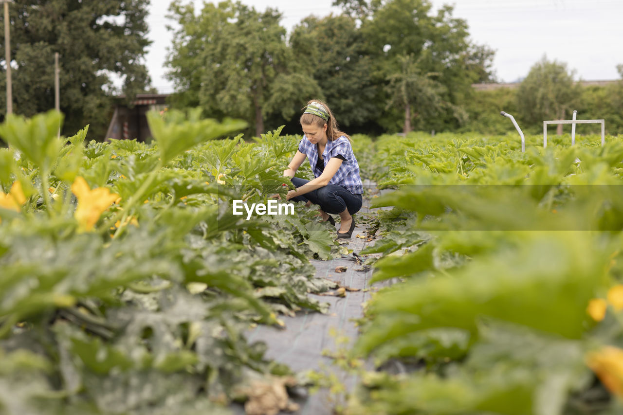 Young woman working as vegetable grower or farmer in the field