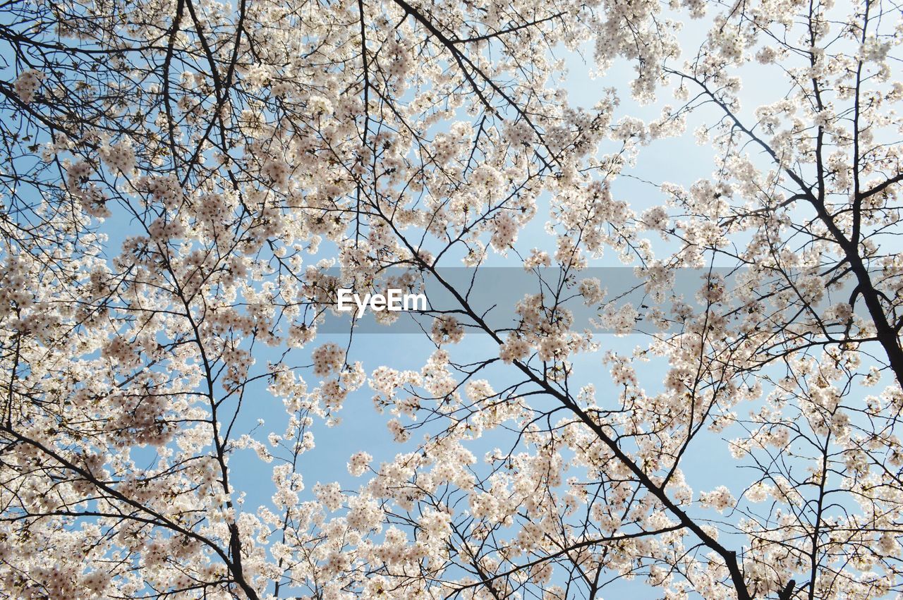 CLOSE-UP OF FRESH FLOWER TREE AGAINST SKY