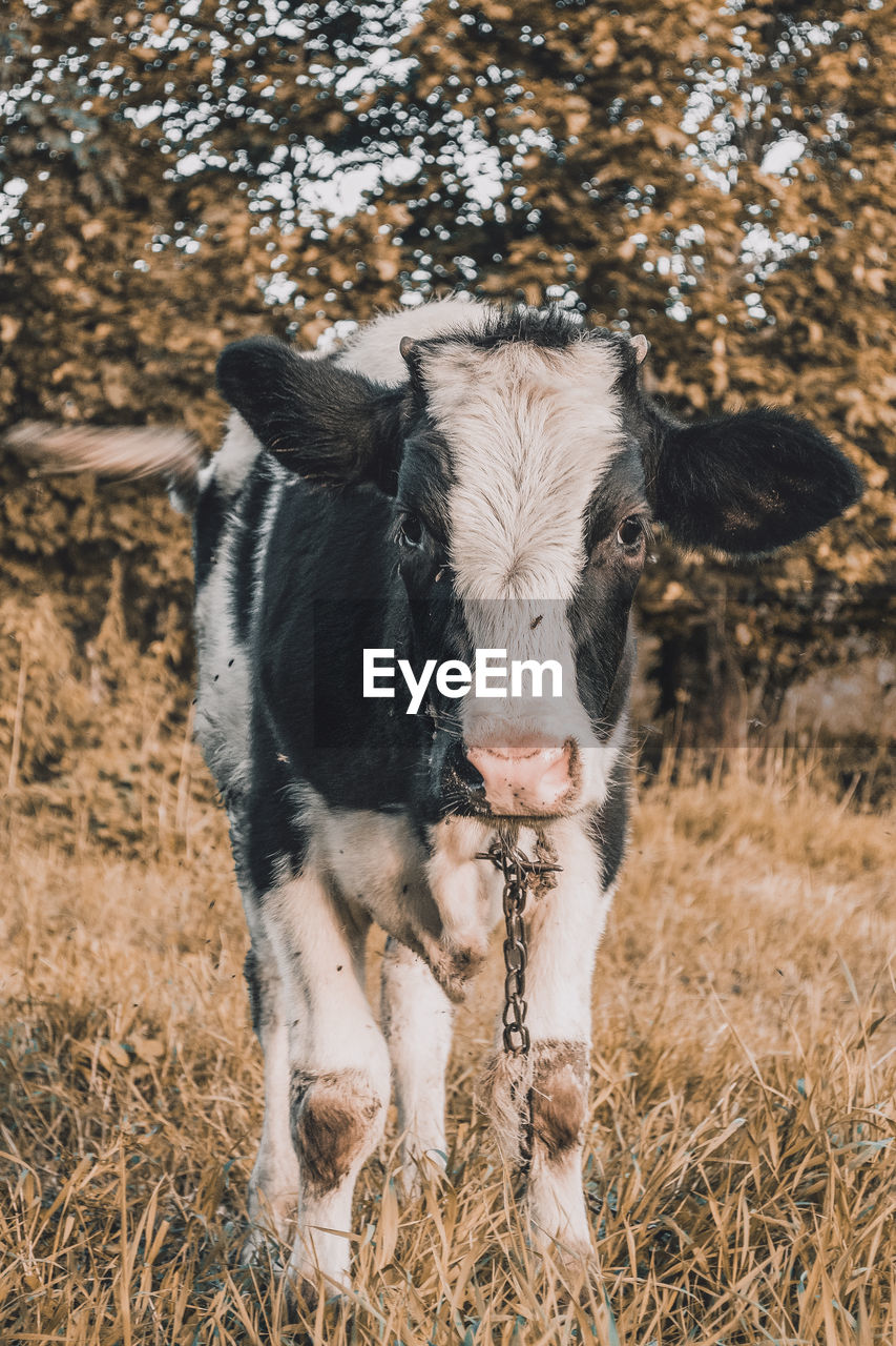 Portrait of cow in a field