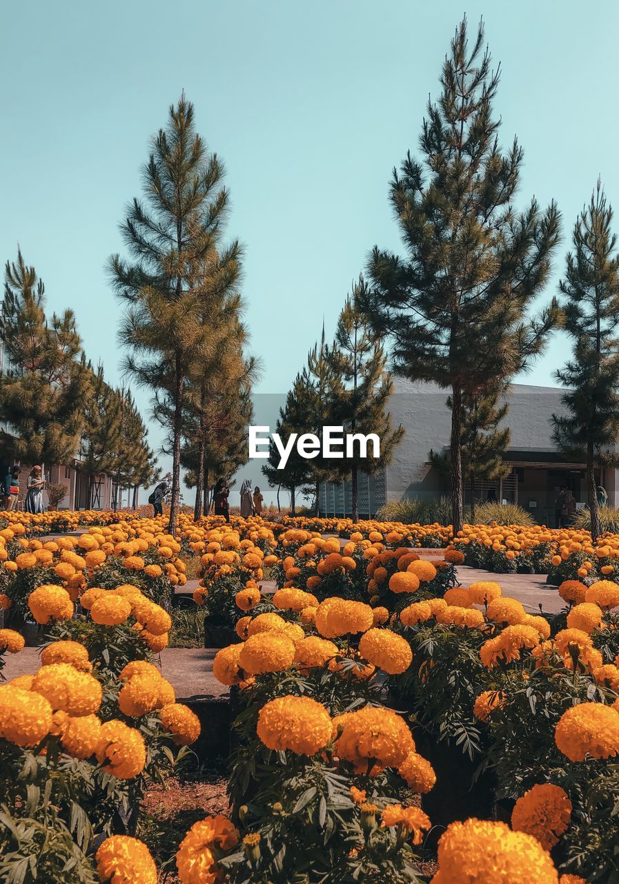 View of flowering plants and trees on field against sky