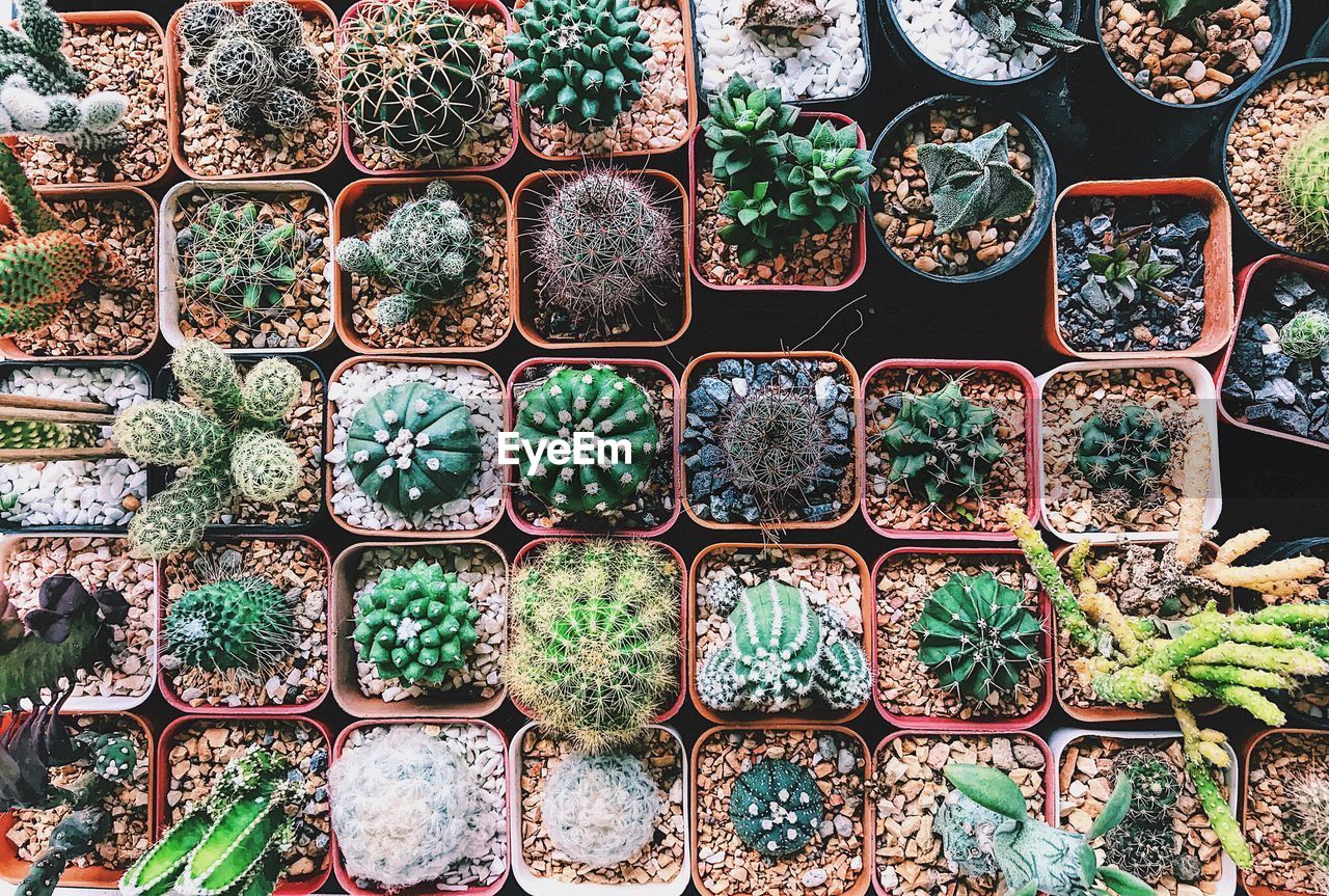 FULL FRAME SHOT OF CACTUS PLANTS