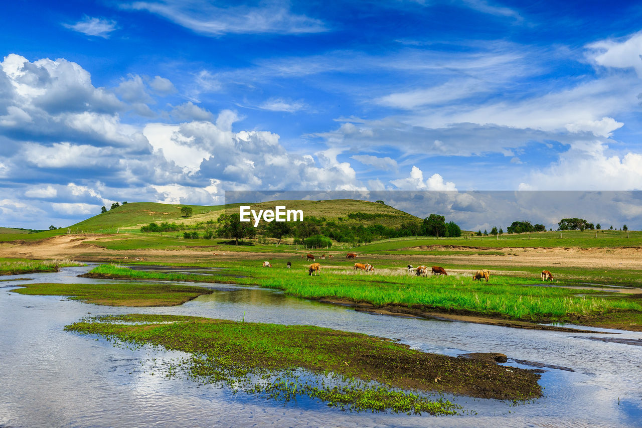 Scenic view of lake and field against sky