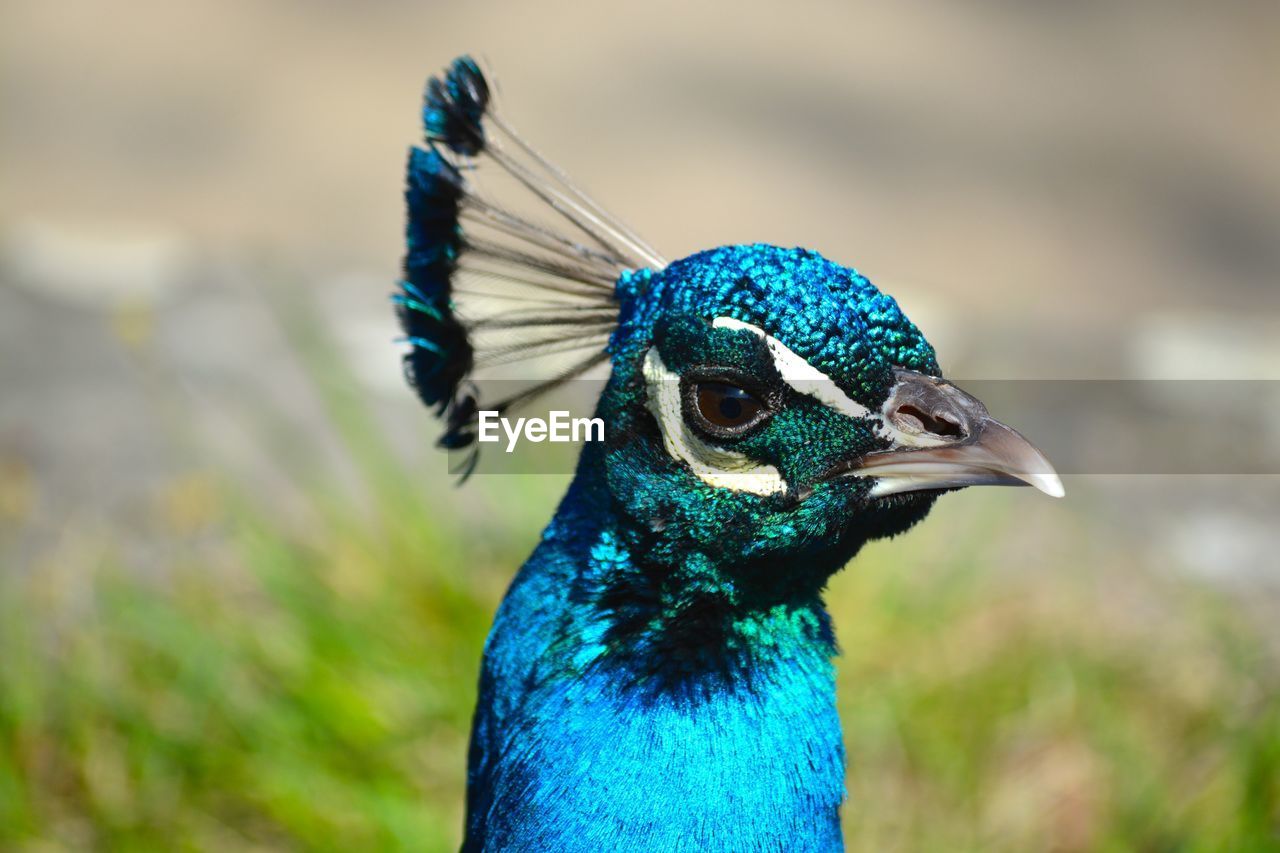 Close-up of alert peacock looking away