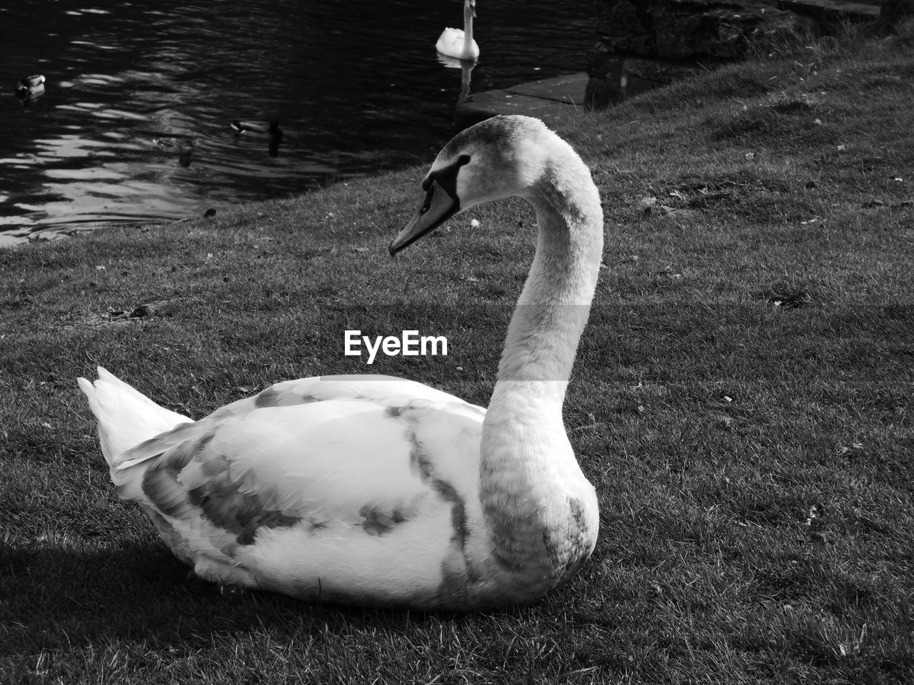 SWANS SWIMMING ON LAKE