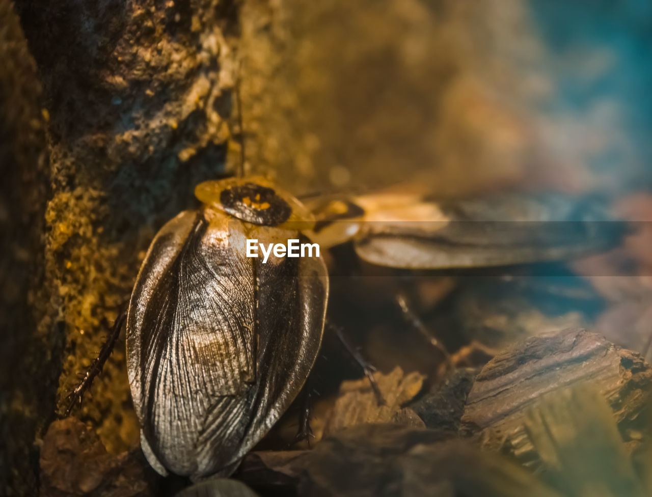 CLOSE-UP OF GRASSHOPPER ON ROCK