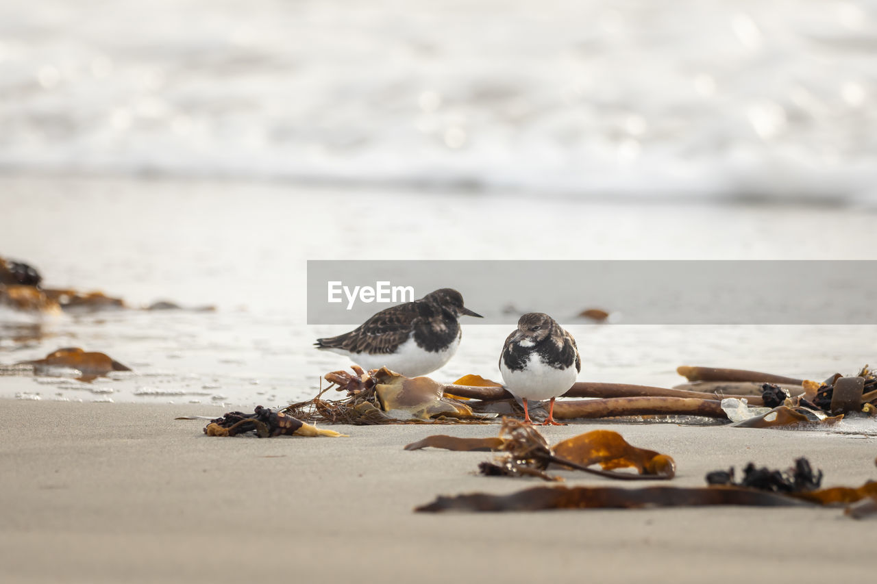 SEAGULL ON BEACH