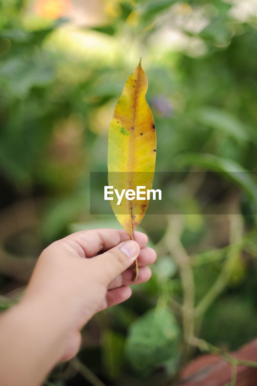 CLOSE-UP OF A HAND HOLDING LEAF