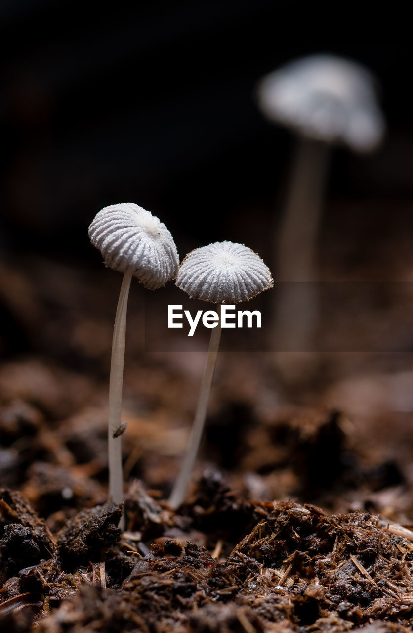 CLOSE-UP OF MUSHROOMS GROWING ON FIELD